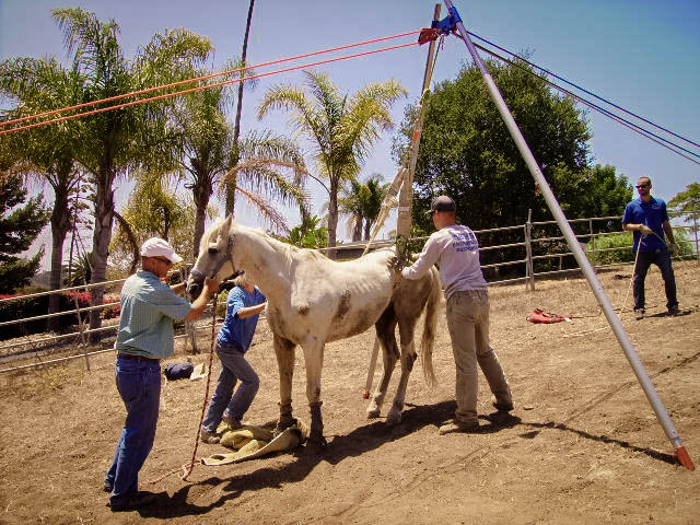Horse Rescue Blog